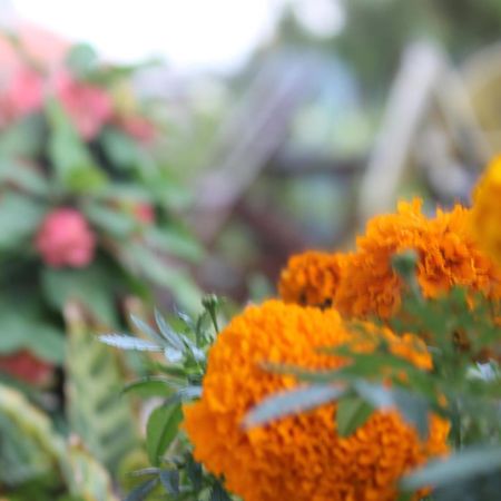 Mount Annapurna Guest House Kathmandu Ngoại thất bức ảnh
