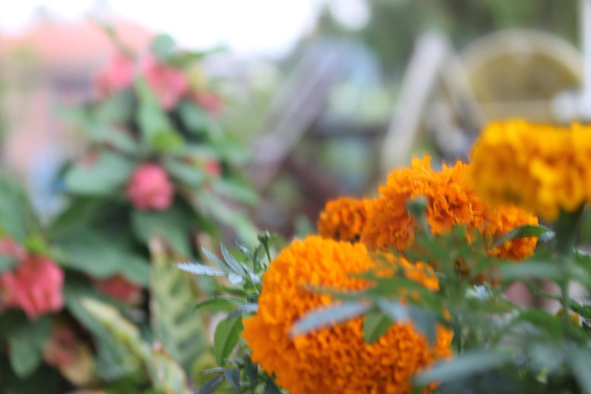 Mount Annapurna Guest House Kathmandu Ngoại thất bức ảnh